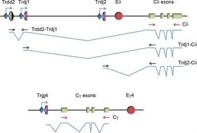 Interleukin-7 receptor signaling is crucial for enhancer-dependent TCRδ germline transcription mediated through STAT5 recruitment